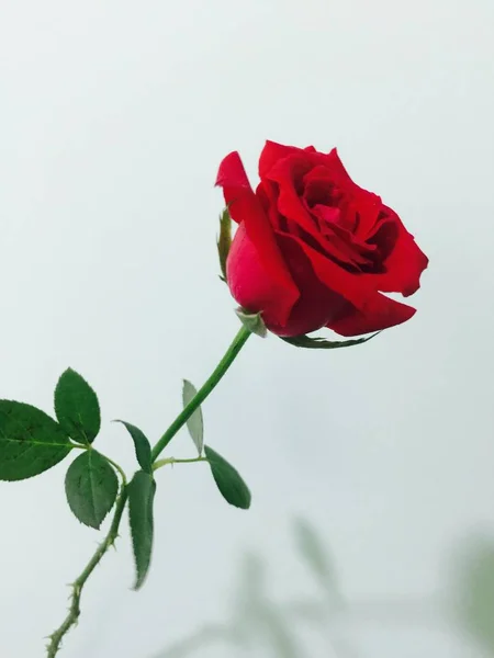 Rosa Roja Sobre Fondo Blanco — Foto de Stock