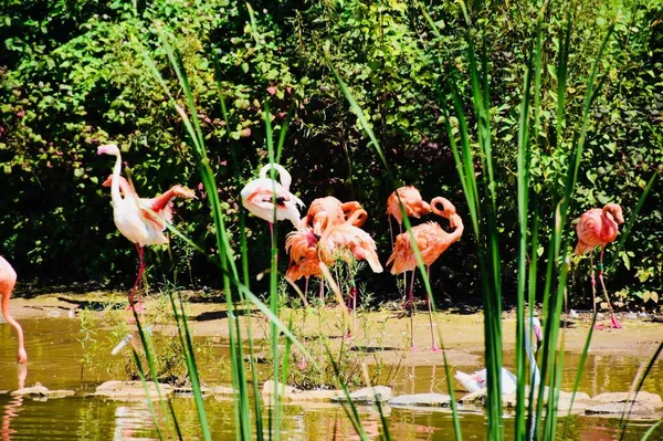 Flamingo Zoo — Zdjęcie stockowe