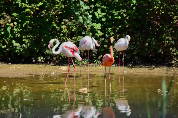 Flamingo Rosa Pássaro Tropical — Fotografia de Stock