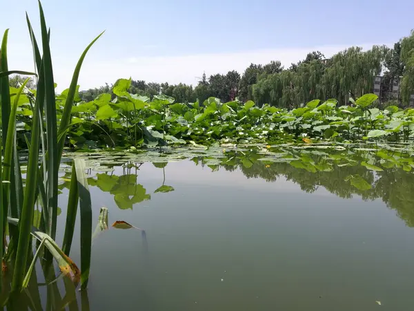 Hermoso Estanque Parque — Foto de Stock