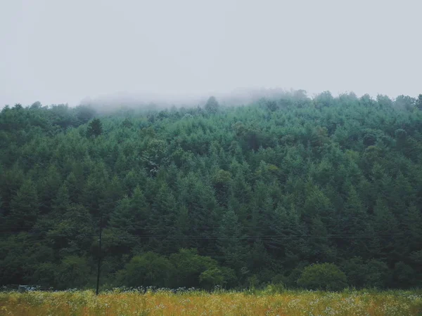 Δάσος Στην Ομίχλη — Φωτογραφία Αρχείου