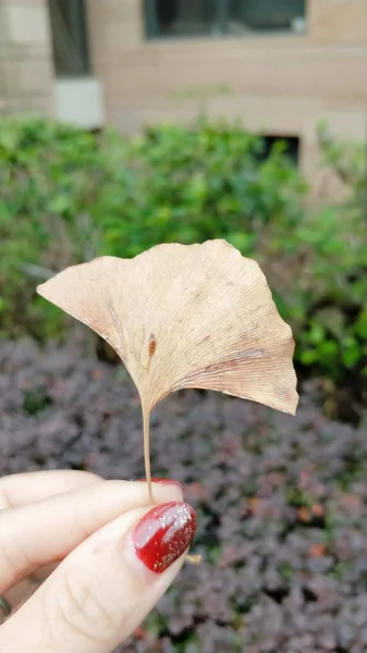 Mano Sosteniendo Una Flor Jardín — Foto de Stock