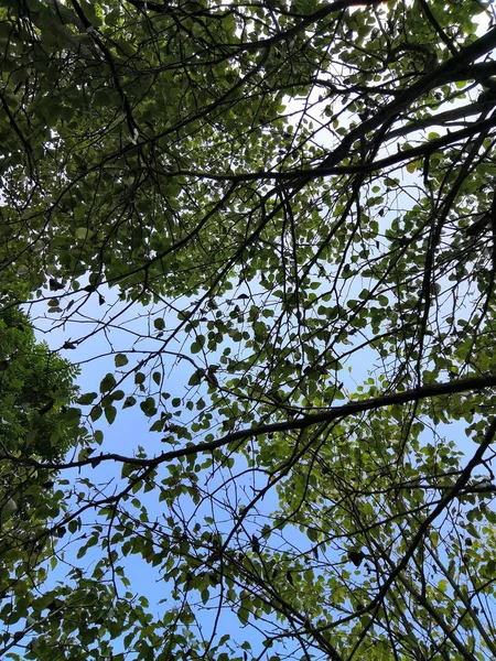 Árbol Verde Con Cielo Azul — Foto de Stock