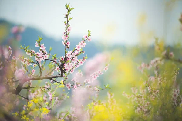 Blooming Flowers Flora Spring Nature — Stockfoto