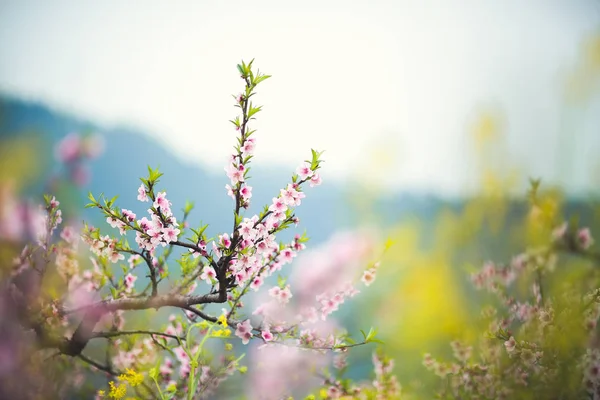 Vackra Vårblommor Trädgården — Stockfoto