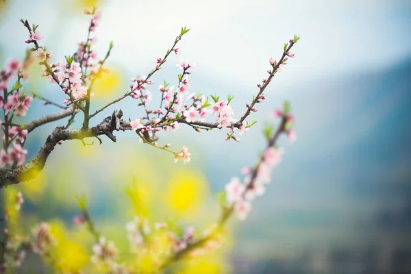 Blommande Körsbärsblomma Våren — Stockfoto