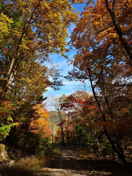 秋の公園紅葉の季節 — ストック写真