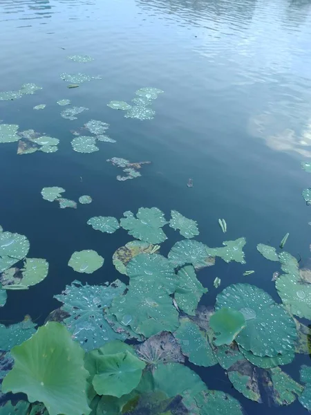 Agua Del Lago Estanque Con Hojas Florales Lirio Agua — Foto de Stock