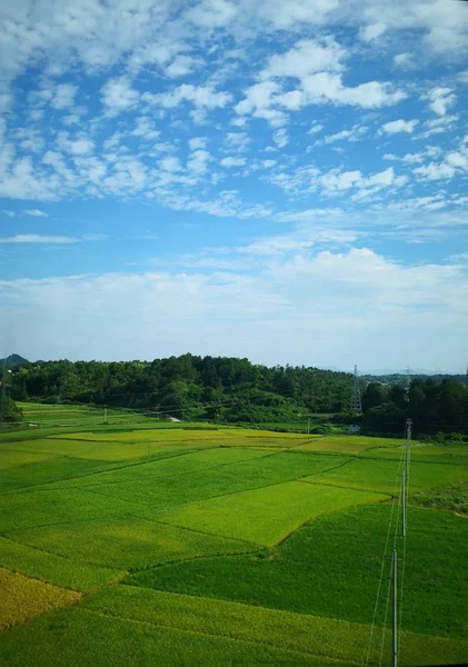 Campo Verde Cielo Azul — Foto de Stock