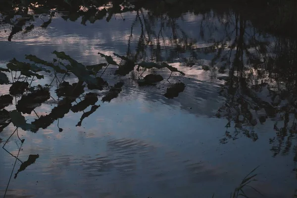 Lago Bosque — Foto de Stock