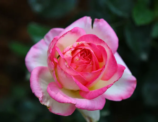 Rose Garten Flora Und Blütenblätter — Stockfoto