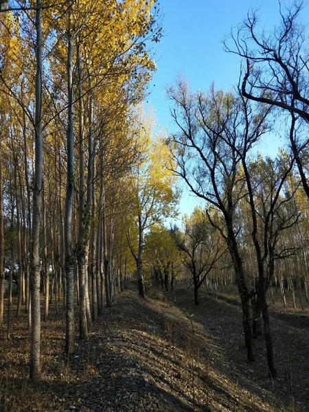 autumn landscape with trees and leaves