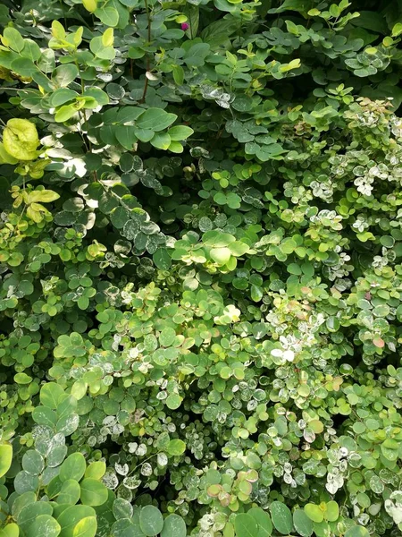 Hermoso Plano Botánico Fondo Pantalla Natural — Foto de Stock