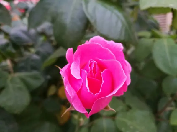 Rosa Hermosa Jardín — Foto de Stock