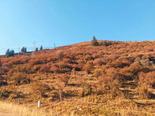 autumn landscape with mountain ash