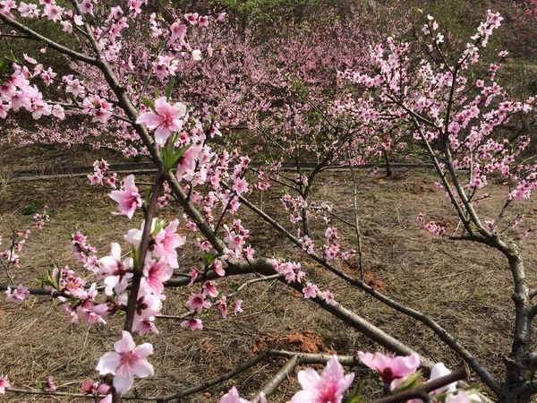 Flores Sakura Rosa Jardín — Foto de Stock