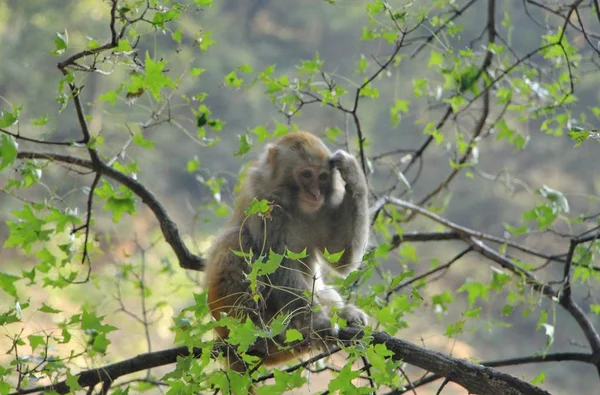 monkey in the wild forest