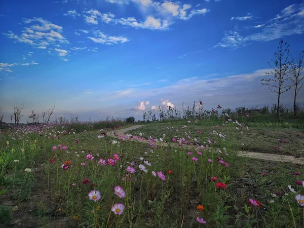 beautiful landscape with flowers and sky