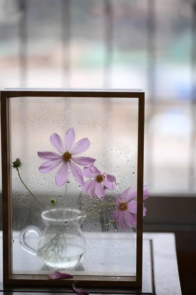 beautiful flower in the window