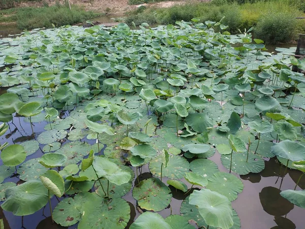 Repollo Verde Que Crece Jardín — Foto de Stock