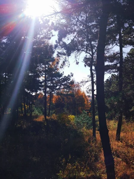 forest trees, nature flora and foliage