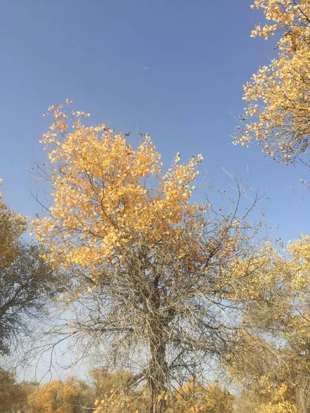 autumn landscape with trees and leaves