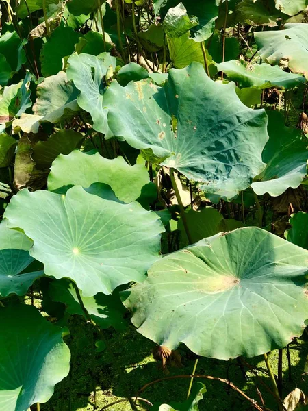 Flor Loto Jardín — Foto de Stock