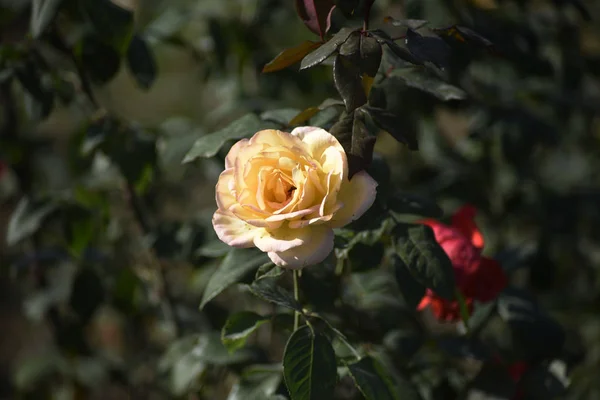 Hermosas Flores Naturaleza Flora — Foto de Stock