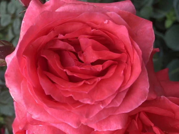 Hermosa Rosa Roja Jarrón — Foto de Stock