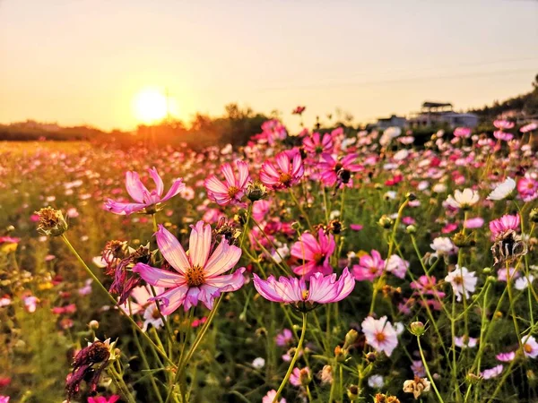 flora and nature, forest plants, flowers