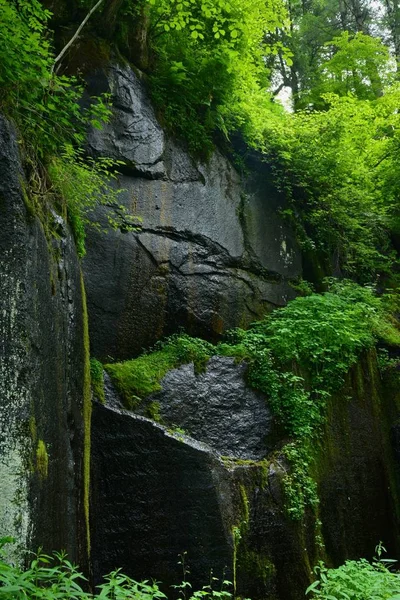 waterfall, river flow in nature, flora