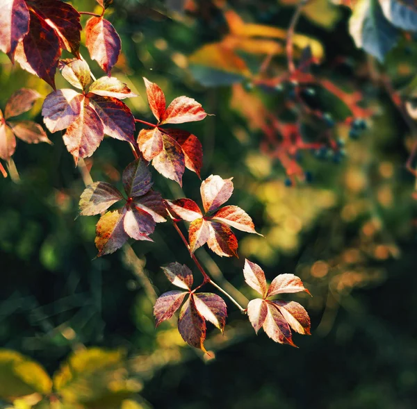 Hojas Otoño Bosque — Foto de Stock