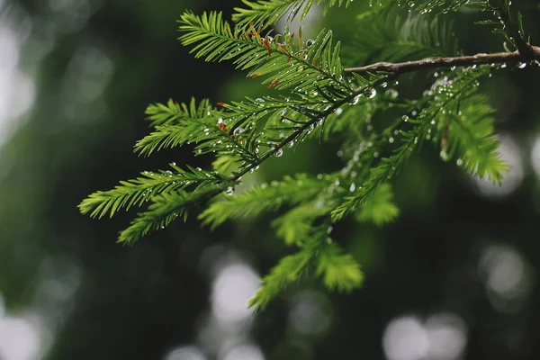 Ramas Árbol Flora Naturaleza — Foto de Stock