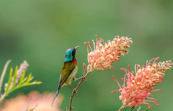 beautiful colorful bird in the garden