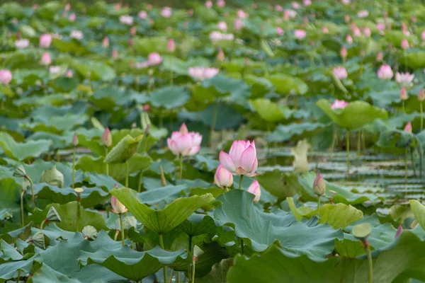 Hermosa Flor Loto Rosa Jardín — Foto de Stock