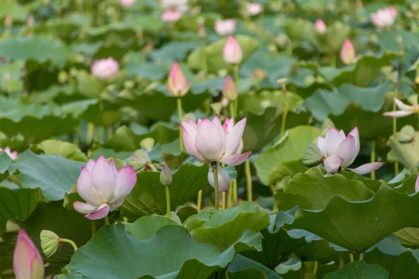 Hermosas Flores Loto Pétalos Nenúfar — Foto de Stock