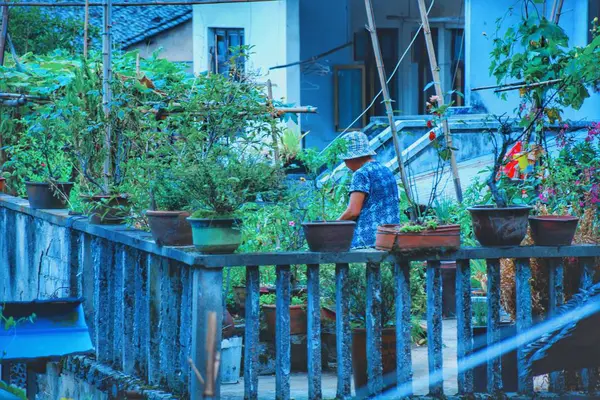 Vieja Casa Madera Con Pequeño Árbol — Foto de Stock