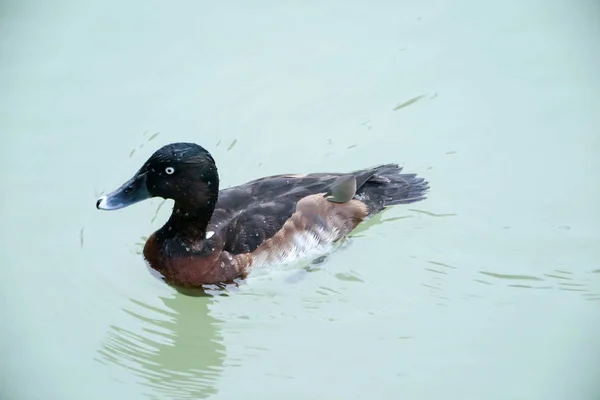 Över Fågel — Stockfoto