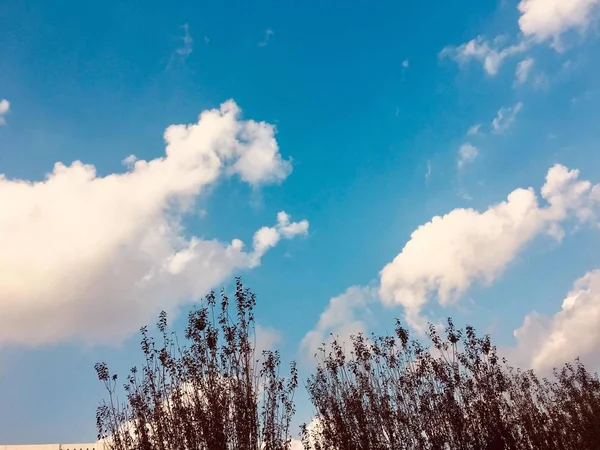 Hermoso Paisaje Invierno Con Árboles Nubes — Foto de Stock