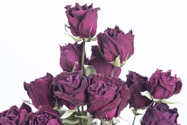 Hermosas Rosas Rosadas Aisladas Sobre Fondo Blanco — Foto de Stock