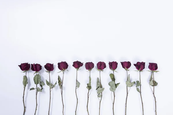 Rosas Rosadas Sobre Fondo Blanco — Foto de Stock