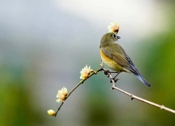 Bir Kuş Bir Dala Oturur — Stok fotoğraf