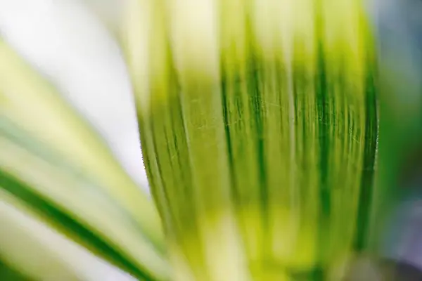 Hierba Verde Fondo Naturaleza Flora — Foto de Stock