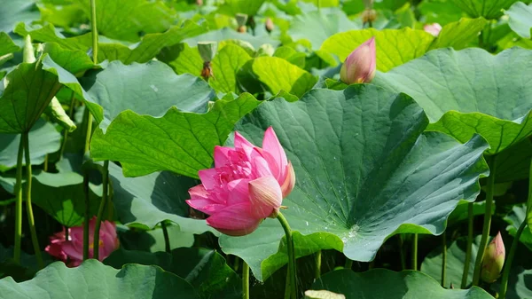 Hermosas Flores Loto Pétalos Nenúfar — Foto de Stock