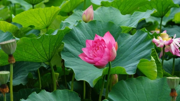 Flora Naturaleza Flores Loto Agua Estanque — Foto de Stock