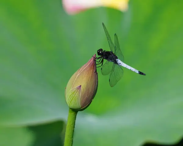 Ein Schmetterling Auf Einem Grünen Blatt — Stockfoto