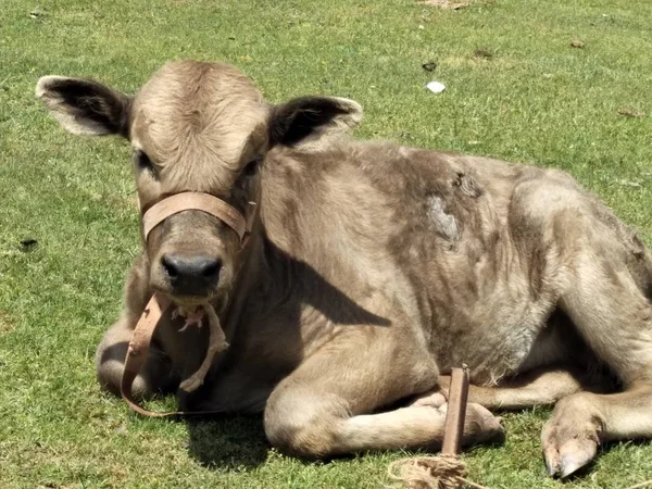 Una Vaca Campo — Foto de Stock