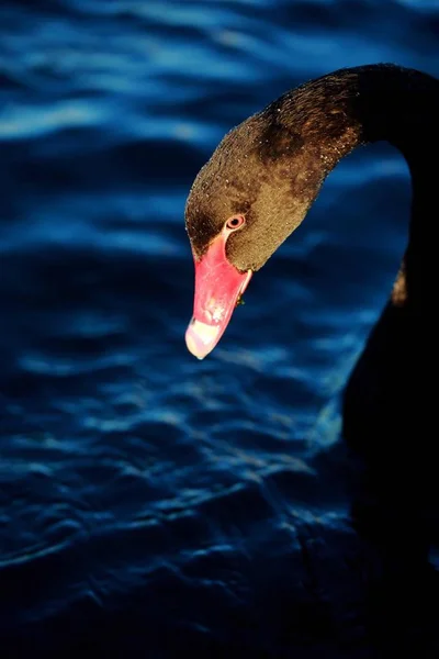 Een Zwaan Zwemmen Het Water — Stockfoto