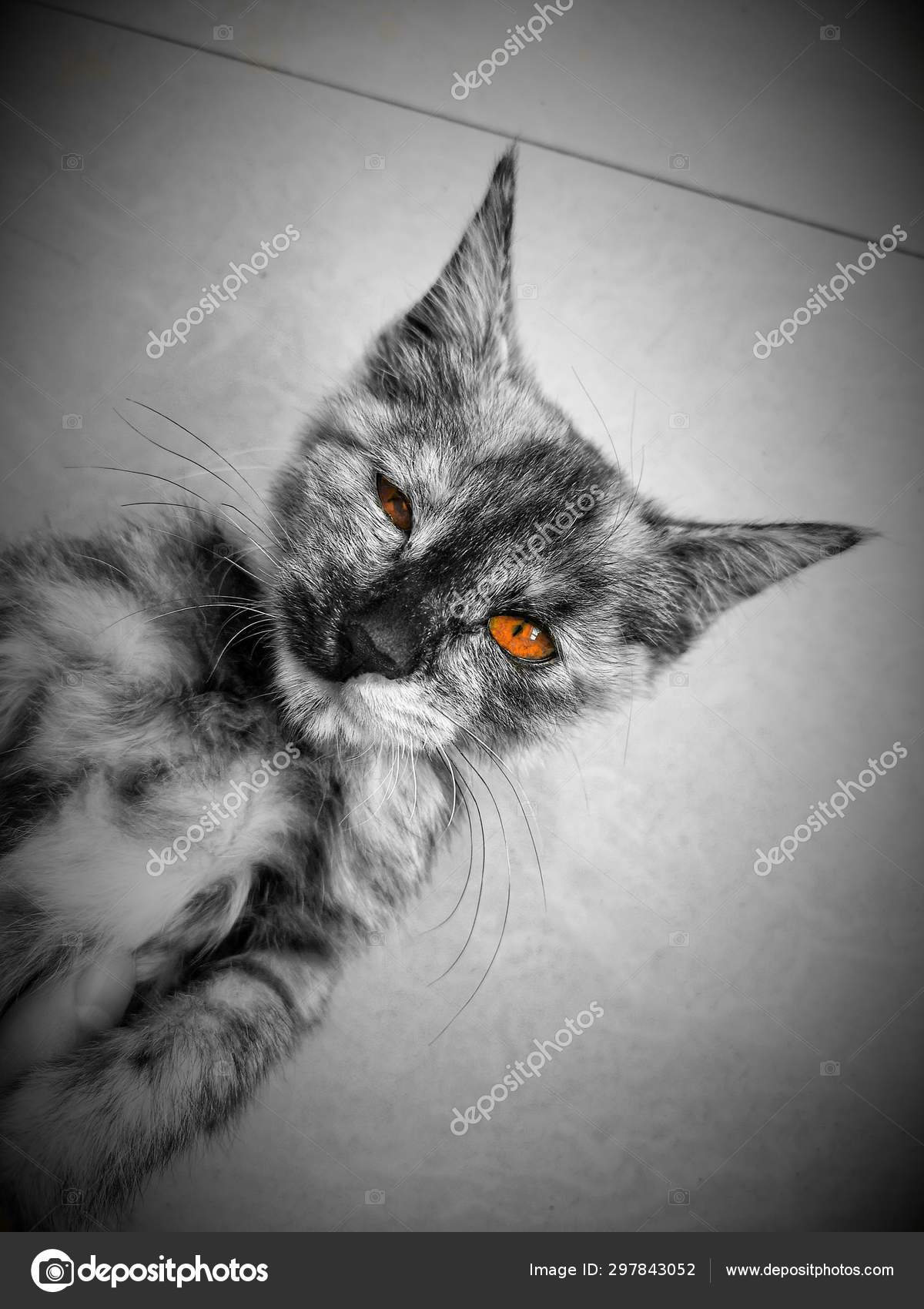Chat Noir Blanc Sur Fond Gris Photographie Imaginechina Tuchong C Chat Noir Blanc Sur Fond Gris Photographie Imaginechina Tuchong C