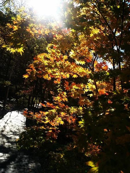 Colorful Autumn Flora Fall Leaves Forest — ストック写真